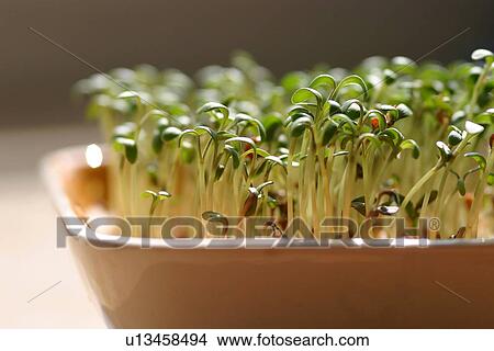 burkhard, CLOSE, close-up, green, indoor photo View Large Photo Image Picture - burkhard, CLOSE, close-up, green, indoor photo. Fotosearch