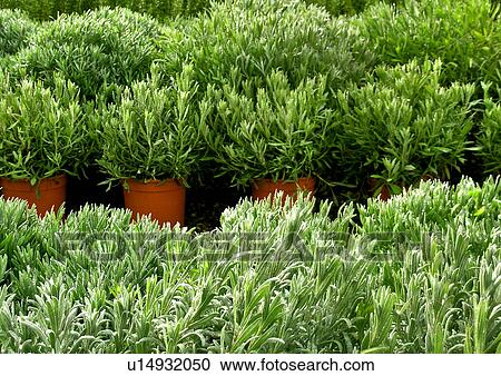 centre, CLOSE, close-up, culinary herbs, flower, flowerpot View Large Photo Image Stock Image - centre, CLOSE, close-up, culinary herbs, flower, flowerpot. Fotosearch