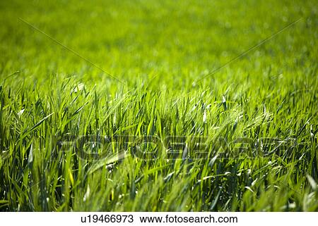 cereal, cereals, cornm paint, field, back light, barley, healthy View Large Photo Image Stock Image - cereal, cereals, cornm paint, field, back light, barley, healthy. Fotosearch