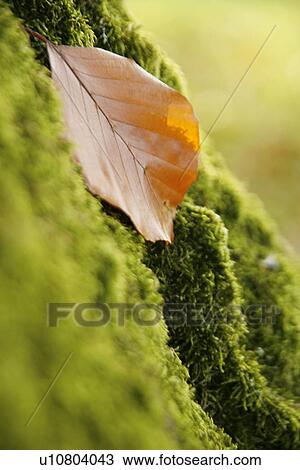 Stock Image - CLOSE, autumn, bryophyta, brown, beige, alfred. Fotosearch
