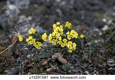 CLOSE, Bernhard, blossom, blooms, bloom, abloom View Large Photo Image Stock Image - CLOSE, Bernhard, blossom, blooms, bloom, abloom. Fotosearch