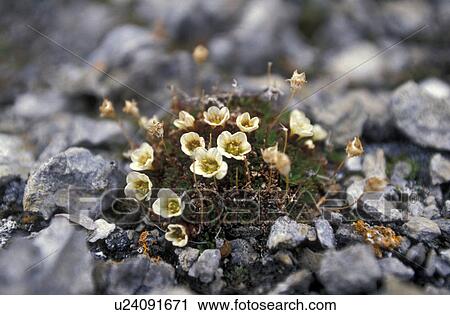 CLOSE, Bernhard, blossom, blooms, bloom, abloom View Large Photo Image Stock Image - CLOSE, Bernhard, blossom, blooms, bloom, abloom. Fotosearch