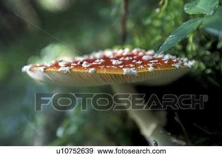 cow, amanita, close-up, CLOSE, Bernhard, agaric View Large Photo Image Stock Photo - cow, amanita, close-up, CLOSE, Bernhard, agaric. Fotosearch