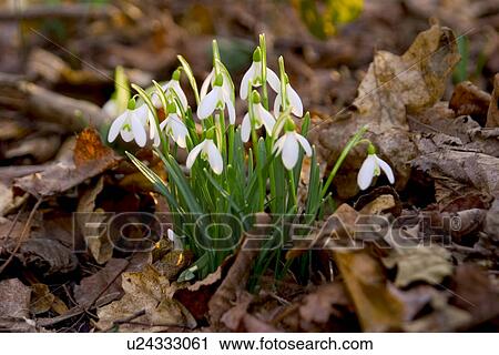 day, alfred, culm, blossom, bloom, abloom View Large Photo Image Stock Image - day, alfred, culm, blossom, bloom, abloom. Fotosearch