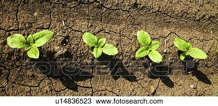 Stock Image - erde, alfred, Austria, brown, day, green. Fotosearch