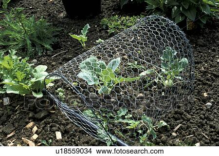 erde, Bernhard, brassica, cabbage, captivity, cow View Large Photo Image Picture - erde, Bernhard, brassica, cabbage, captivity, cow. Fotosearch