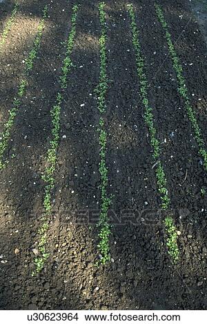 Picture - erde, Bernhard, cow, day, green, growth. Fotosearch