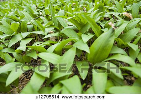 flora, aliment, eat, botany, allium, alfred View Large Photo Image Picture - flora, aliment, eat, botany, allium, alfred. Fotosearch