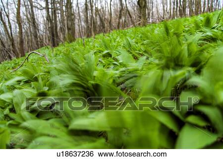 flora, aliment, eat, botany, allium, alfred View Large Photo Image Stock Photograph - flora, aliment, eat, botany, allium, alfred. Fotosearch