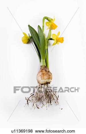 Stock Photo - freigestellt, fruehlingserwachen, alfred, bloom, bloomer, blooming. Fotosearch