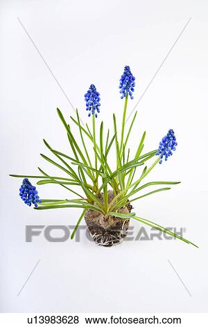 fruehlingserwachen, freigestellt, alfred, bloom, bloomer, blooming View Large Photo Image Stock Photo - fruehlingserwachen, freigestellt, alfred, bloom, bloomer, blooming. Fotosearch