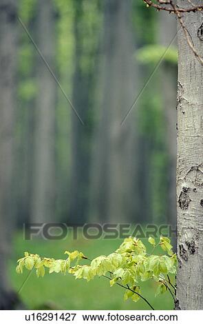 green, beeches, fresh, forest, calf, grow, austria View Large Photo Image Stock Photo - green, beeches, fresh, forest, calf, grow, austria. Fotosearch