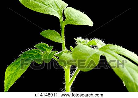 green, black, close-up, CLOSE, botany, alfred View Large Photo Image Stock Image - green, black, close-up, CLOSE, botany, alfred. Fotosearch