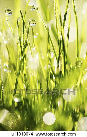 Picture - grund, tau, alive, allemagne, aue, barrier PAPERs, bavaria. Fotosearch