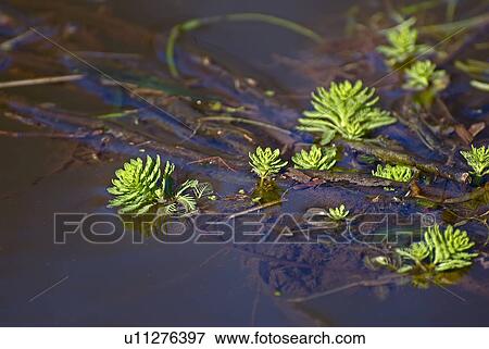 lake, frank, grevenbroich, green, germany, aquatic plants View Large Photo Image Stock Photo - lake, frank, grevenbroich, green, germany, aquatic plants. Fotosearch