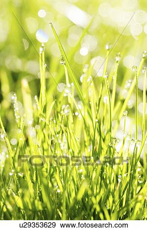 lea, colored, game of golf, grass, base, land, lawn View Large Photo Image Stock Photo - lea, colored, game of golf, grass, base, land, lawn. Fotosearch