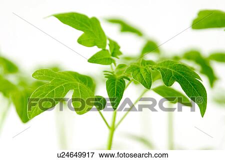 leaf, botany, green, close-up, CLOSE, alfred View Large Photo Image Stock Photo - leaf, botany, green, close-up, CLOSE, alfred. Fotosearch