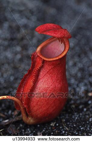 Stock Image - nature, fleischfressend, Madagascar, knpflanze, huwiler, plant, Africa. Fotosearch
