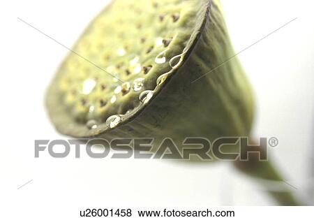 Stock Photo - sporen, Bernhard, CLOSE, close-up, cow. Fotosearch