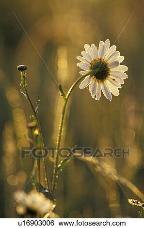 tau, abenddaemmerung, bellis, brown View Large Photo Image Stock Photograph - tau, abenddaemmerung, bellis, brown. Fotosearch