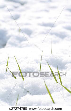 Stock Image - tau, auftauen, allemagne, bavaria, blanket, blanket of snow, Christmas. Fotosearch