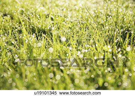 Stock Photography - tau, grund, alive, allemagne, aquatic, aue, bavaria. Fotosearch