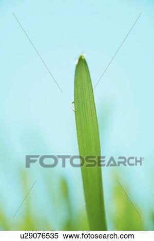 Stock Photography - tau, grund, freigestellt, alive, allemagne, aquatic, aue. Fotosearch