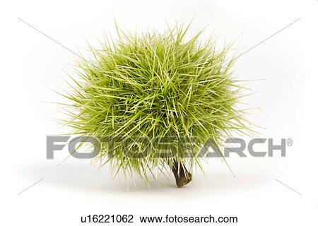 Stock Image - autumn, dornig, chestnut, ball, alfred. Fotosearch