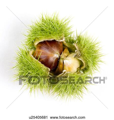 autumn, dornig, chestnut, ball, alfred View Large Photo Image Stock Image - autumn, dornig, chestnut, ball, alfred. Fotosearch