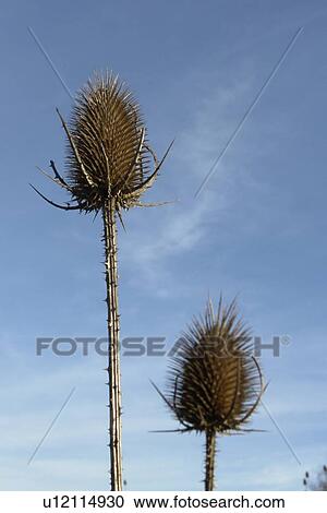 Stock Image - beige, berne, black-brown, blue, bright, brown, burgdorf. Fotosearch