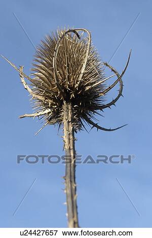 Beige Berne Black Brown Blue Bright Brown Burgdorf Stock Photo U Fotosearch