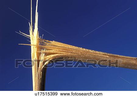 Stock Photo - beige, Bernhard, blue, bough, branch. Fotosearch