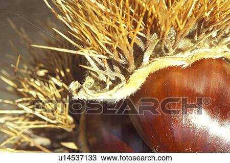 Stock Image - beige, Bernhard, brown, castanea, chestnut. Fotosearch