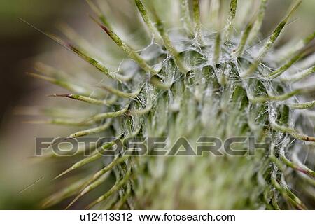 Stock Image - bergblume, grossaufnahme, glaubenberg, alp, bloom, flower, gluupoog. Fotosearch