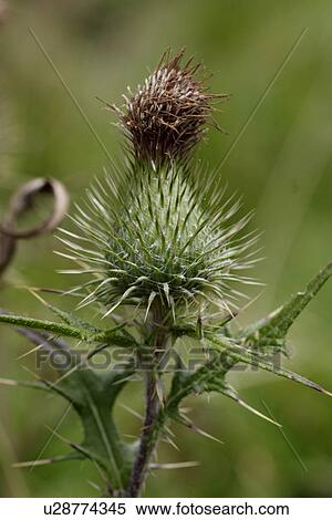 bergblume, grossaufnahme, glaubenberg, alp, bloom, flower, gluupoog View Large Photo Image Stock Photography - bergblume, grossaufnahme, glaubenberg, alp, bloom, flower, gluupoog. Fotosearch