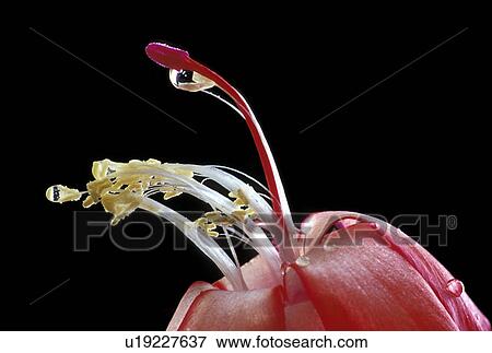 Stock Photo - black, blossom, blooms, bloom, abloom. Fotosearch