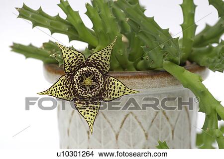 Picture - bloom, kokardenblume, asclepiadoideae, apocynaceae, alexandra, aasblume. Fotosearch