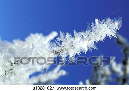 blue, bough, branch, CLOSE, close-up, cold, crystal View Large Photo Image Stock Photo - blue, bough, branch, CLOSE, close-up, cold, crystal. Fotosearch