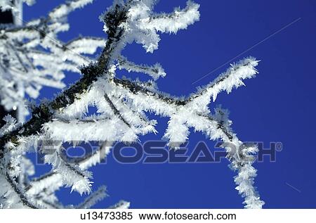 blue, bough, branch, CLOSE, close-up, cold, crystal View Large Photo Image Stock Photography - blue, bough, branch, CLOSE, close-up, cold, crystal. Fotosearch