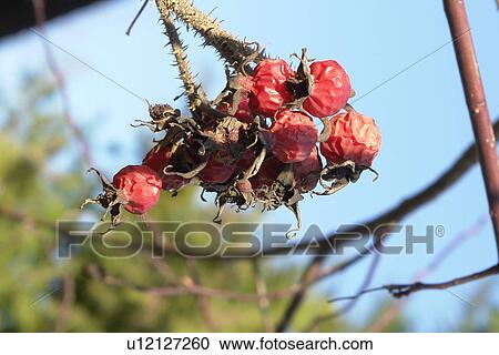 branches, berne, branch, blurred, berries, brown, arid View Large Photo Image Stock Image - branches, berne, branch, blurred, berries, brown, arid. Fotosearch