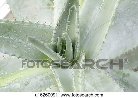 bright, cacti, cactus, CH, dewdrop, drip, fenkart View Large Photo Image Stock Image - bright, cacti, cactus, CH, dewdrop, drip, fenkart. Fotosearch