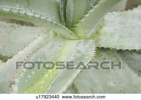 Stock Image - bright, cacti, cactus, CH, dewdrop, drip, fenkart. Fotosearch