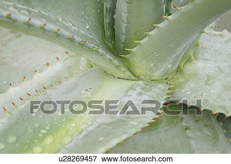 bright, cacti, cactus, CH, dewdrop, drip, fenkart View Large Photo Image Stock Photo - bright, cacti, cactus, CH, dewdrop, drip, fenkart. Fotosearch