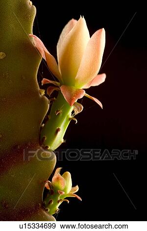 cactaceae, alfred, blossom, bloom, black, abloom View Large Photo Image Stock Photo - cactaceae, alfred, blossom, bloom, black, abloom. Fotosearch