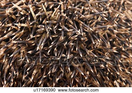 Stock Image - close-up, animals, CLOSE, brown, background, alfred. Fotosearch