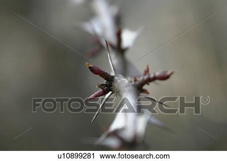 Stock Image - felder, wiesen, berne, blooms, blumenrfarben, botany, colored. Fotosearch