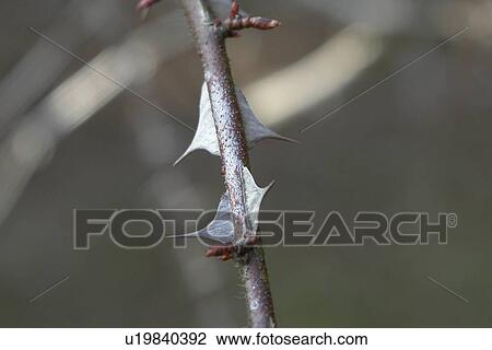 Stock Image - felder, wiesen, berne, blooms, blumenrfarben, botany, colored. Fotosearch