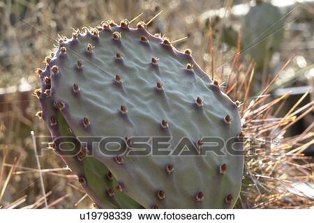 Stock Photo - felder, wiesen, berne, blooms, blumenrfarben, botany, cacti. Fotosearch