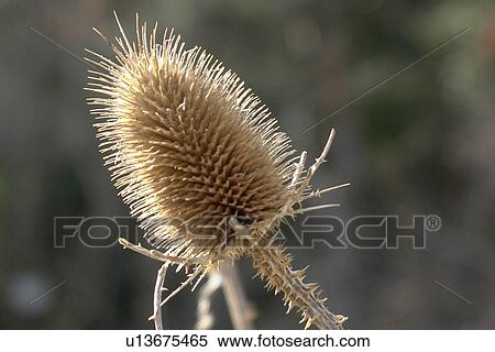 Stock Photography - felder, wiesen, berne, blooms, blumenrfarben, botany, colored. Fotosearch