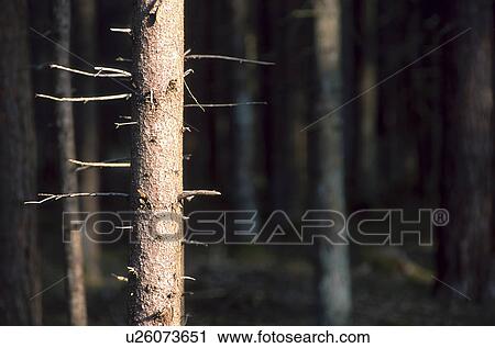 fir, branch, dry, calf, burgenland, austria View Large Photo Image Stock Image - fir, branch, dry, calf, burgenland, austria. Fotosearch